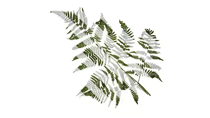 Anydrafts Hypolepis punctata Atlas 02