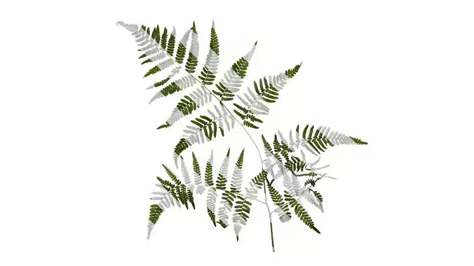 Anydrafts Hypolepis punctata Atlas 03