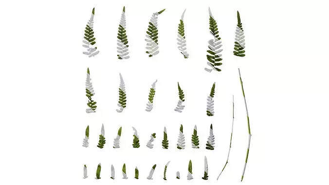 Anydrafts Hypolepis punctata Leaf 01