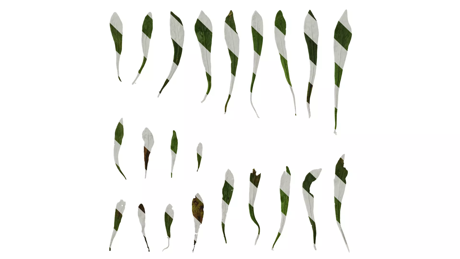 Anydrafts Lepidogrammitis drymoglossoides Leaf 01 Texture