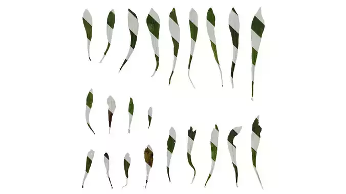 Anydrafts Lepidogrammitis drymoglossoides Leaf 01