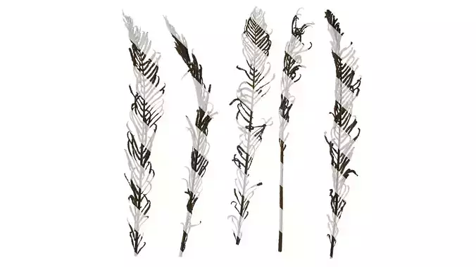 Anydrafts Matteuccia struthiopteris Atlas 05