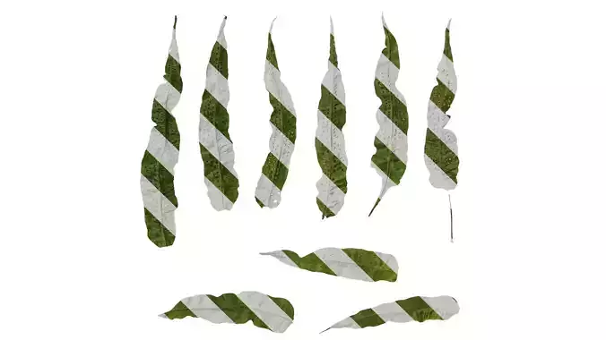 Anydrafts Neolepisorus fortunei Leaf 01 B