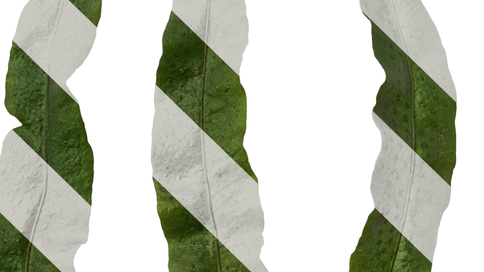 Anydrafts Neolepisorus fortunei Leaf 01 F Texture_3