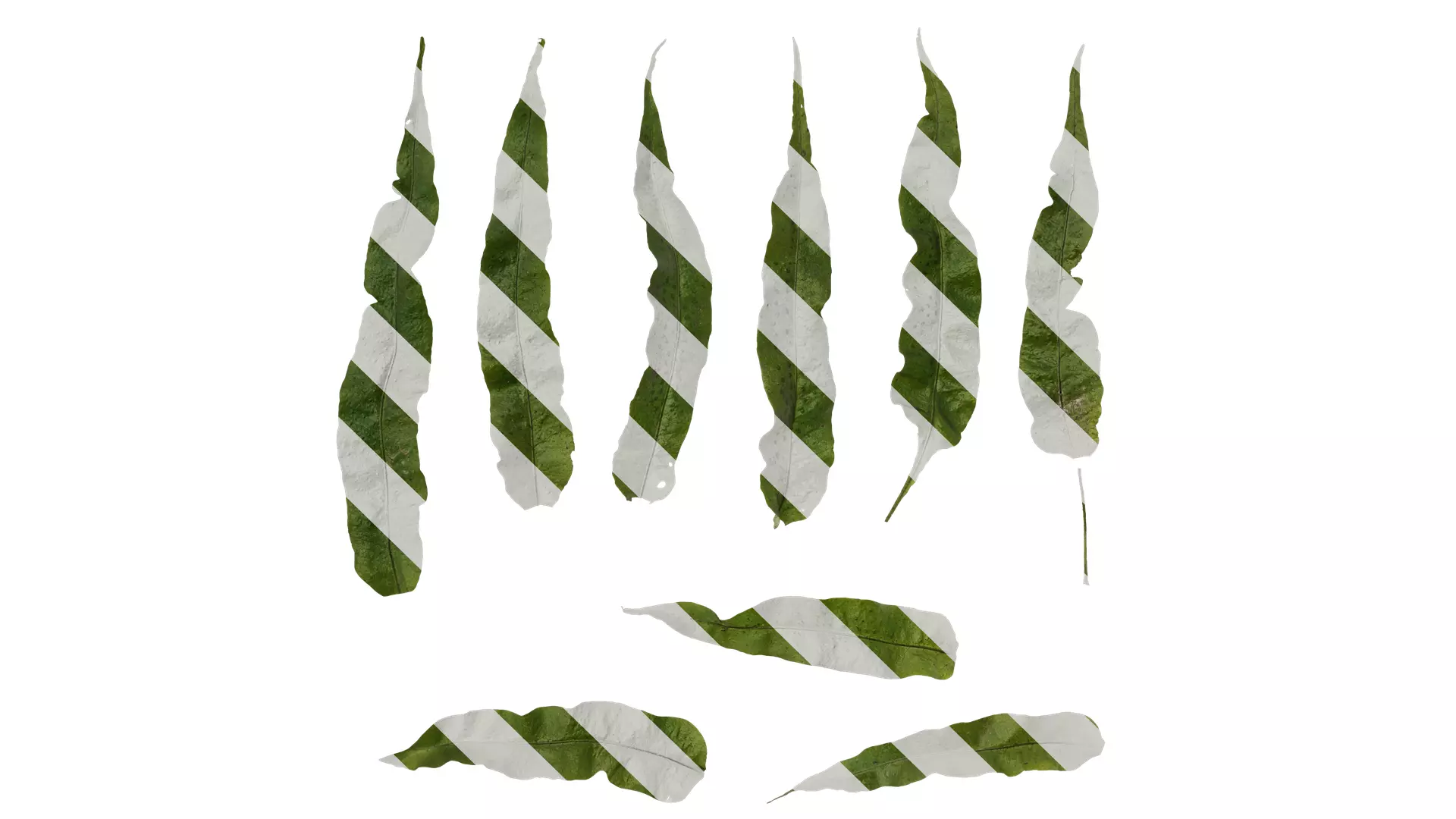 Anydrafts Neolepisorus fortunei Leaf 01 F Texture_0