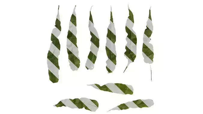 Anydrafts Neolepisorus fortunei Leaf 01 F