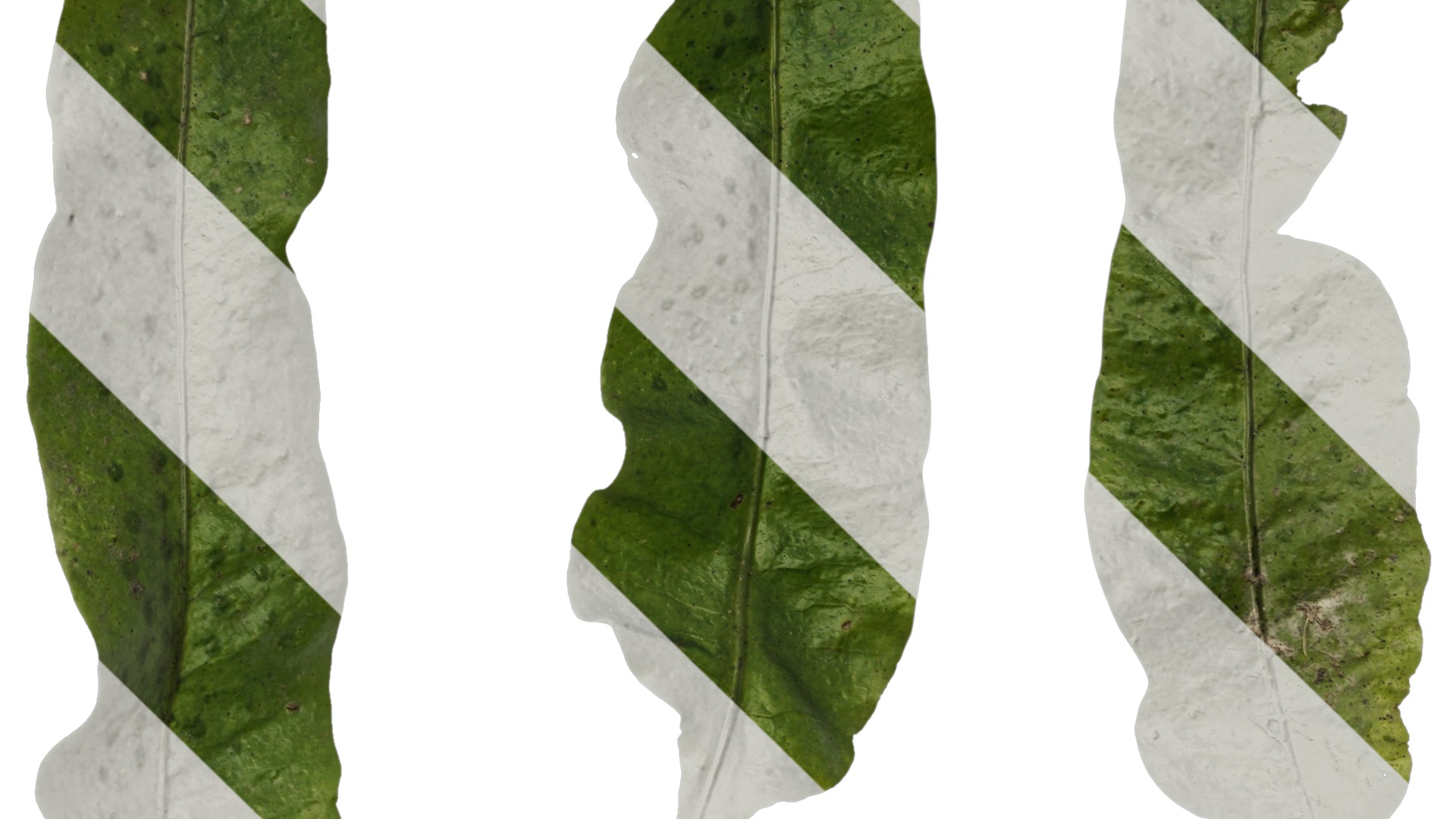 Anydrafts Neolepisorus fortunei Leaf 01 F Texture_4