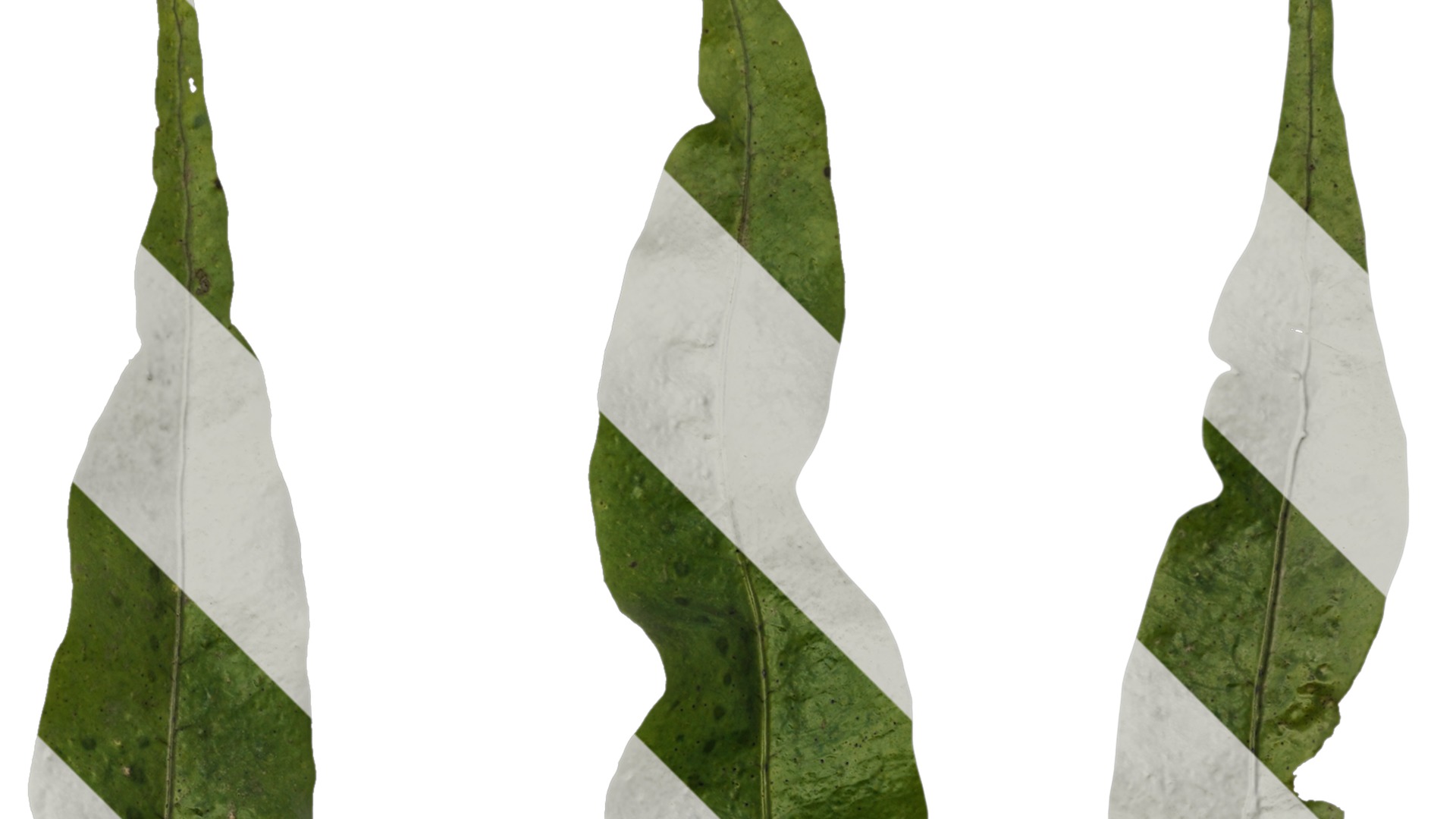 Anydrafts Neolepisorus fortunei Leaf 01 F Texture_2