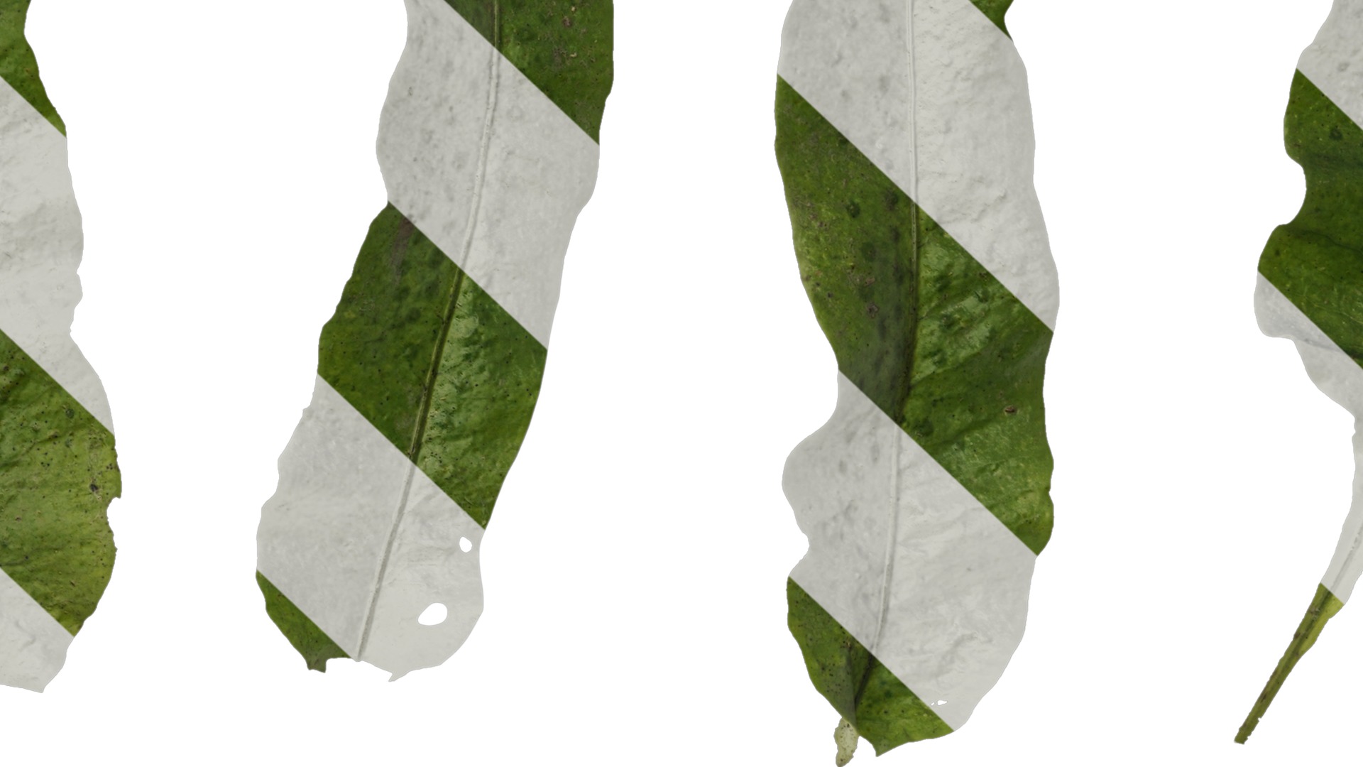 Anydrafts Neolepisorus fortunei Leaf 01 F Texture_7