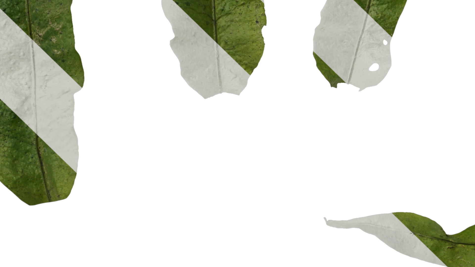 Anydrafts Neolepisorus fortunei Leaf 01 F Texture_5