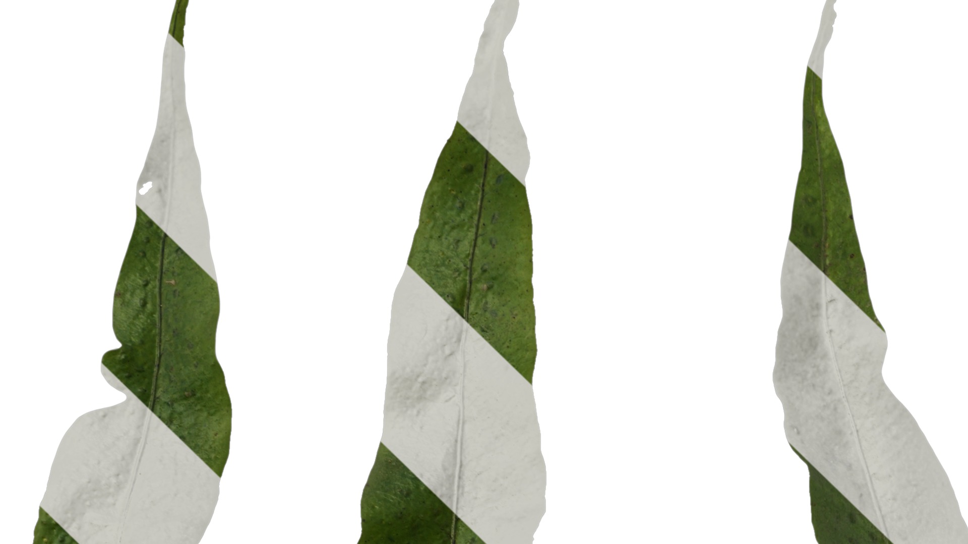 Anydrafts Neolepisorus fortunei Leaf 01 F Texture_1