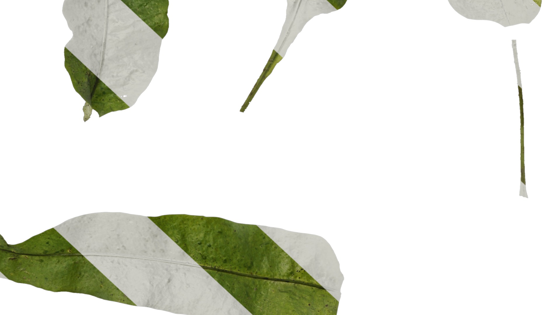 Anydrafts Neolepisorus fortunei Leaf 01 F Texture_6