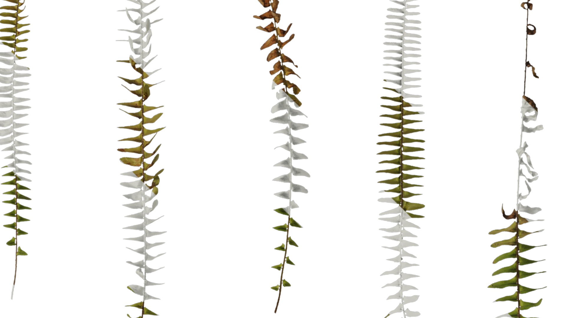 Anydrafts Nephrolepis cordifolia Atlas 01 Texture_2