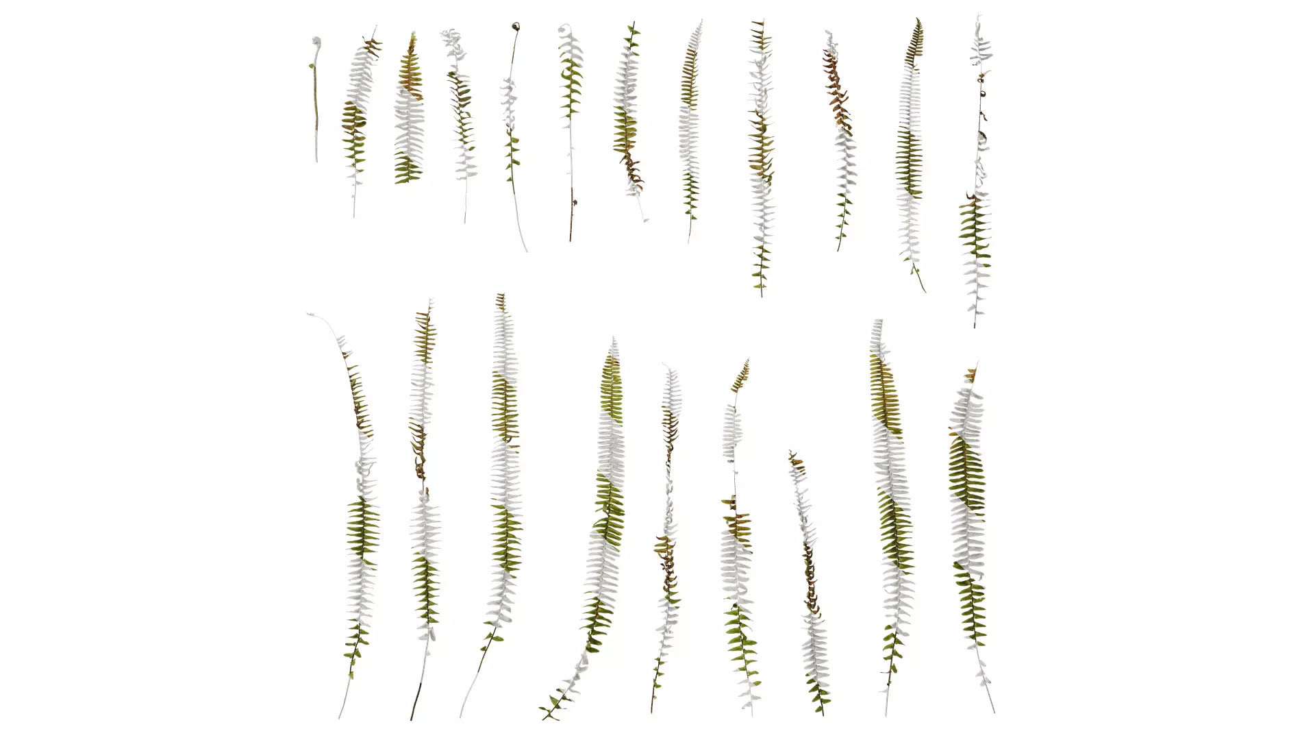 Anydrafts Nephrolepis cordifolia Atlas 01 Texture_0