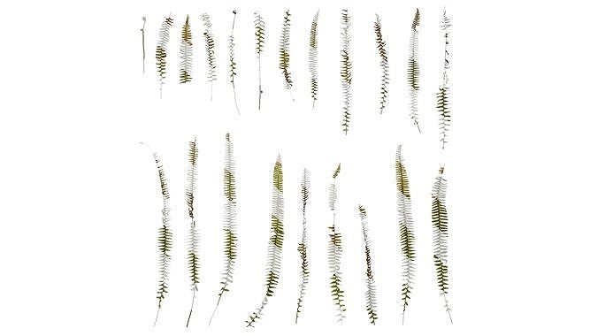 Anydrafts Nephrolepis cordifolia Atlas 01 Texture