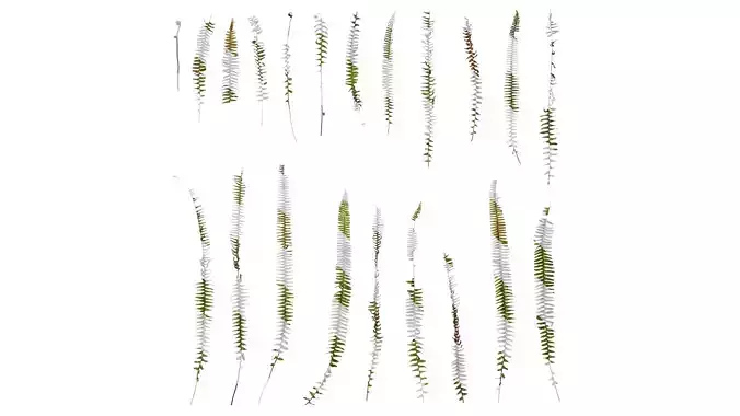Anydrafts Nephrolepis cordifolia Atlas 01 Texture
