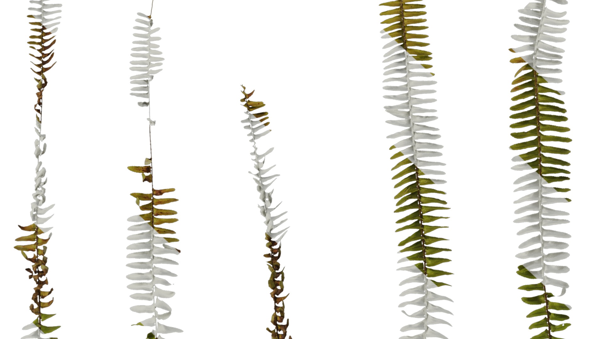 Anydrafts Nephrolepis cordifolia Atlas 01 Texture_6