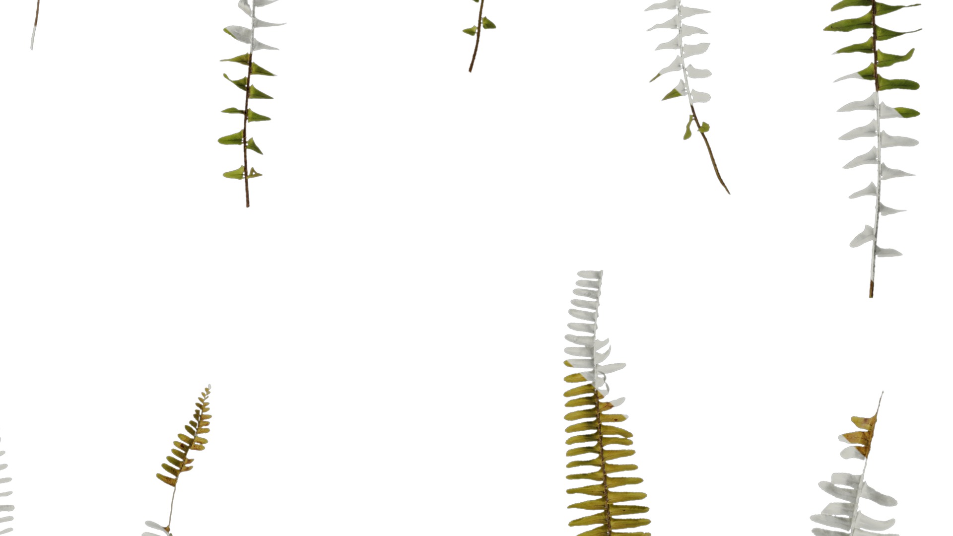 Anydrafts Nephrolepis cordifolia Atlas 01 Texture_4