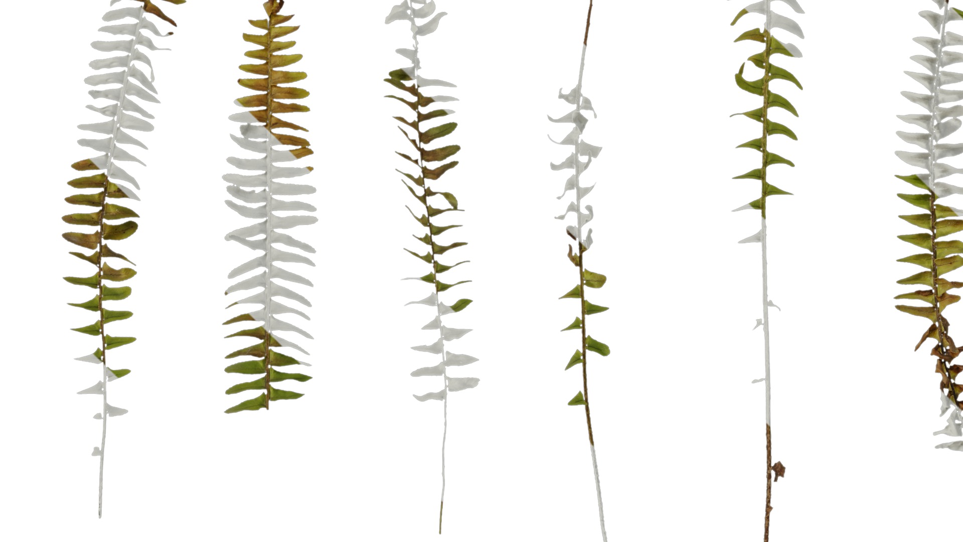 Anydrafts Nephrolepis cordifolia Atlas 01 Texture_1