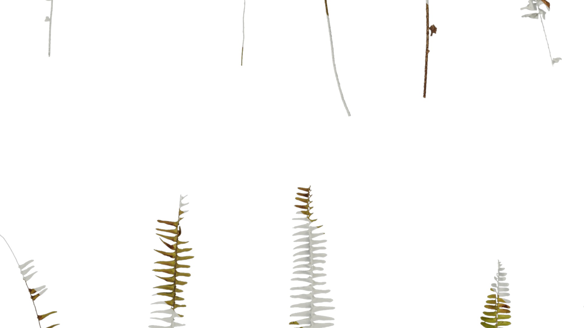 Anydrafts Nephrolepis cordifolia Atlas 01 Texture_3