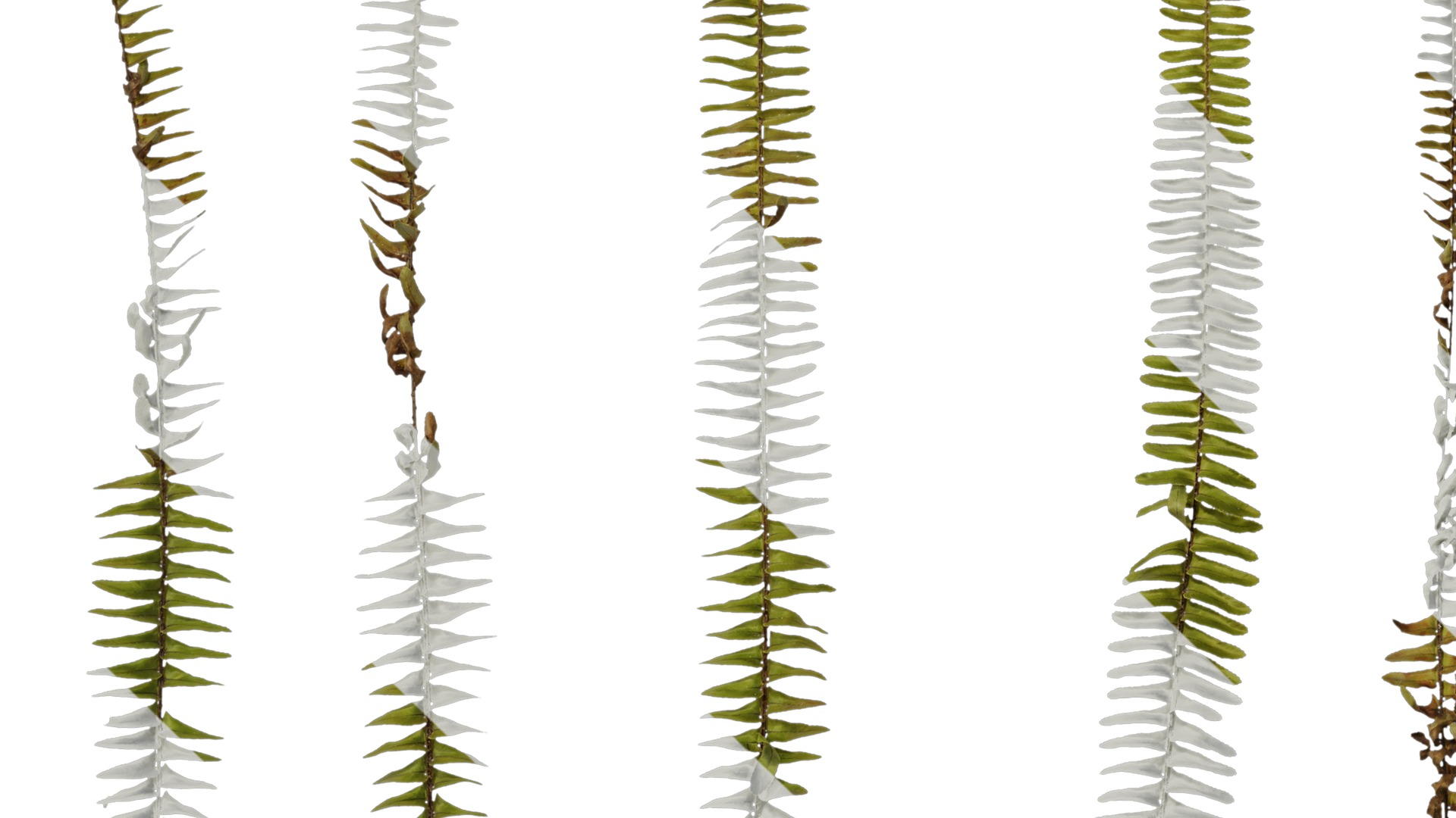 Anydrafts Nephrolepis cordifolia Atlas 01 Texture_5