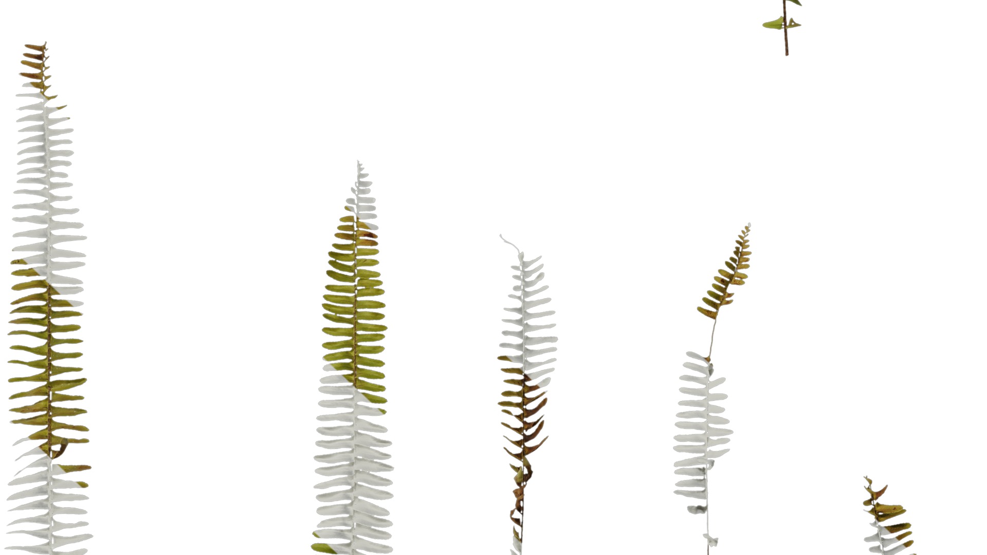 Anydrafts Nephrolepis cordifolia Atlas 01 Texture_7