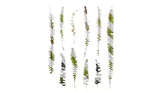 Anydrafts Nephrolepis cordifolia Atlas 03