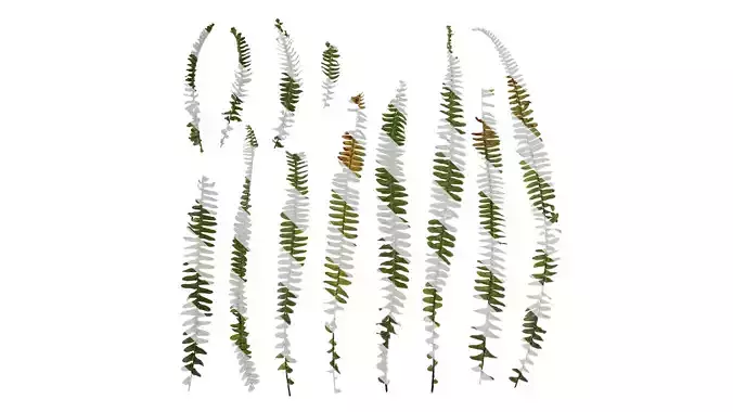 Anydrafts Nephrolepis exaltata Atlas 01