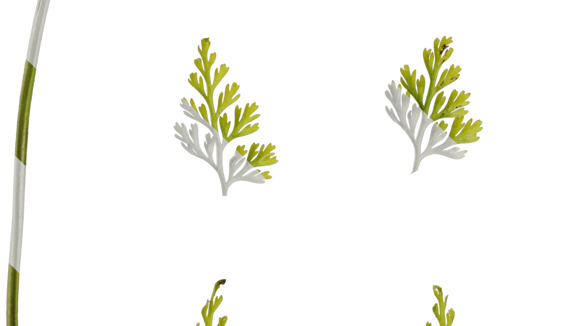 Anydrafts Odontosoria chinensis Leaf 01 Texture_3