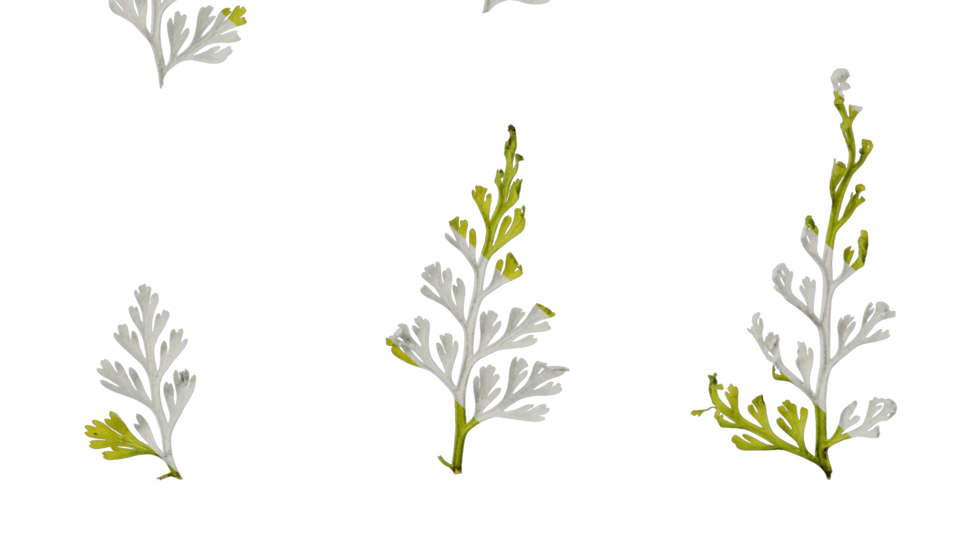 Anydrafts Odontosoria chinensis Leaf 01 Texture_6