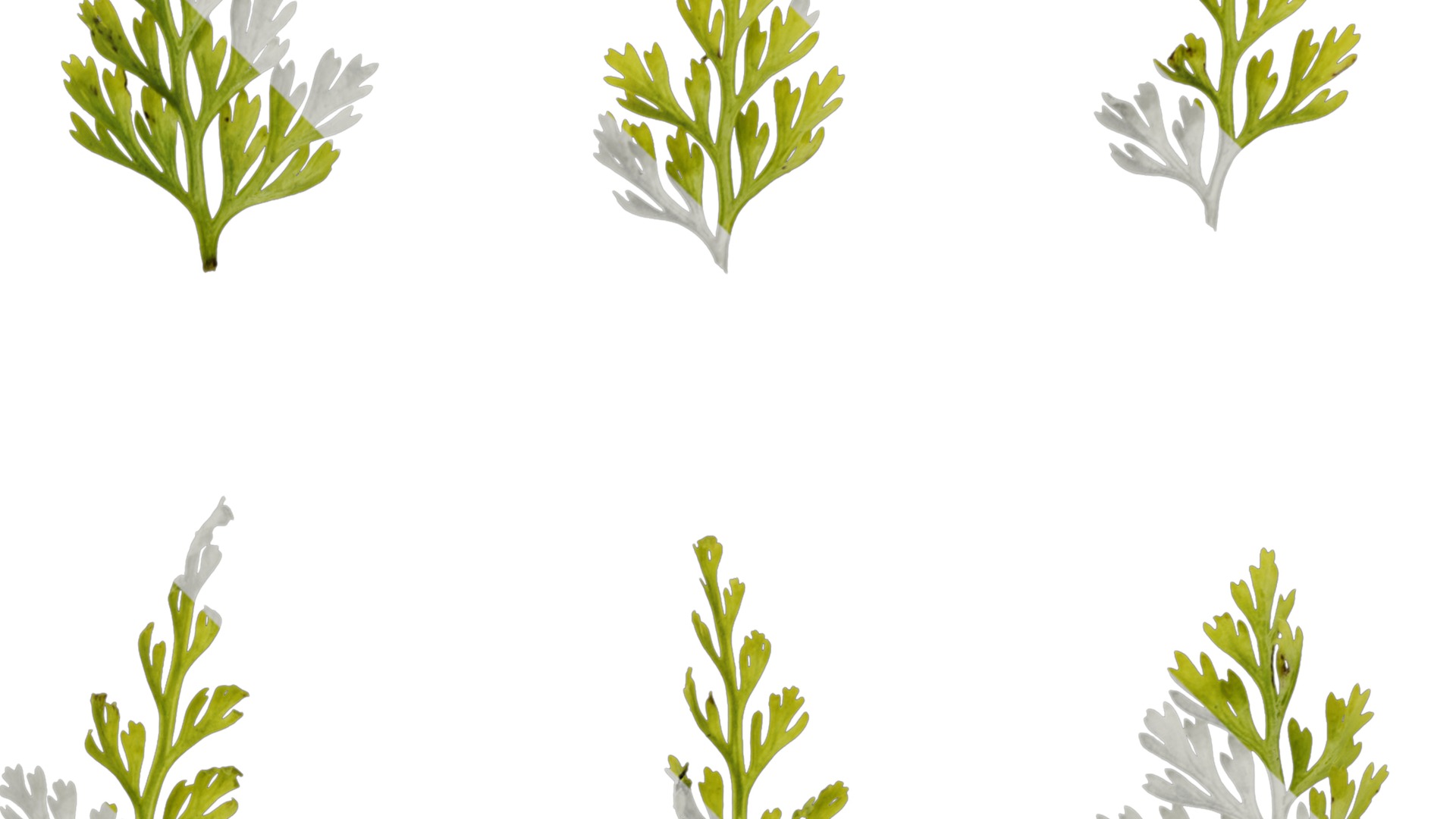 Anydrafts Odontosoria chinensis Leaf 01 Texture_2