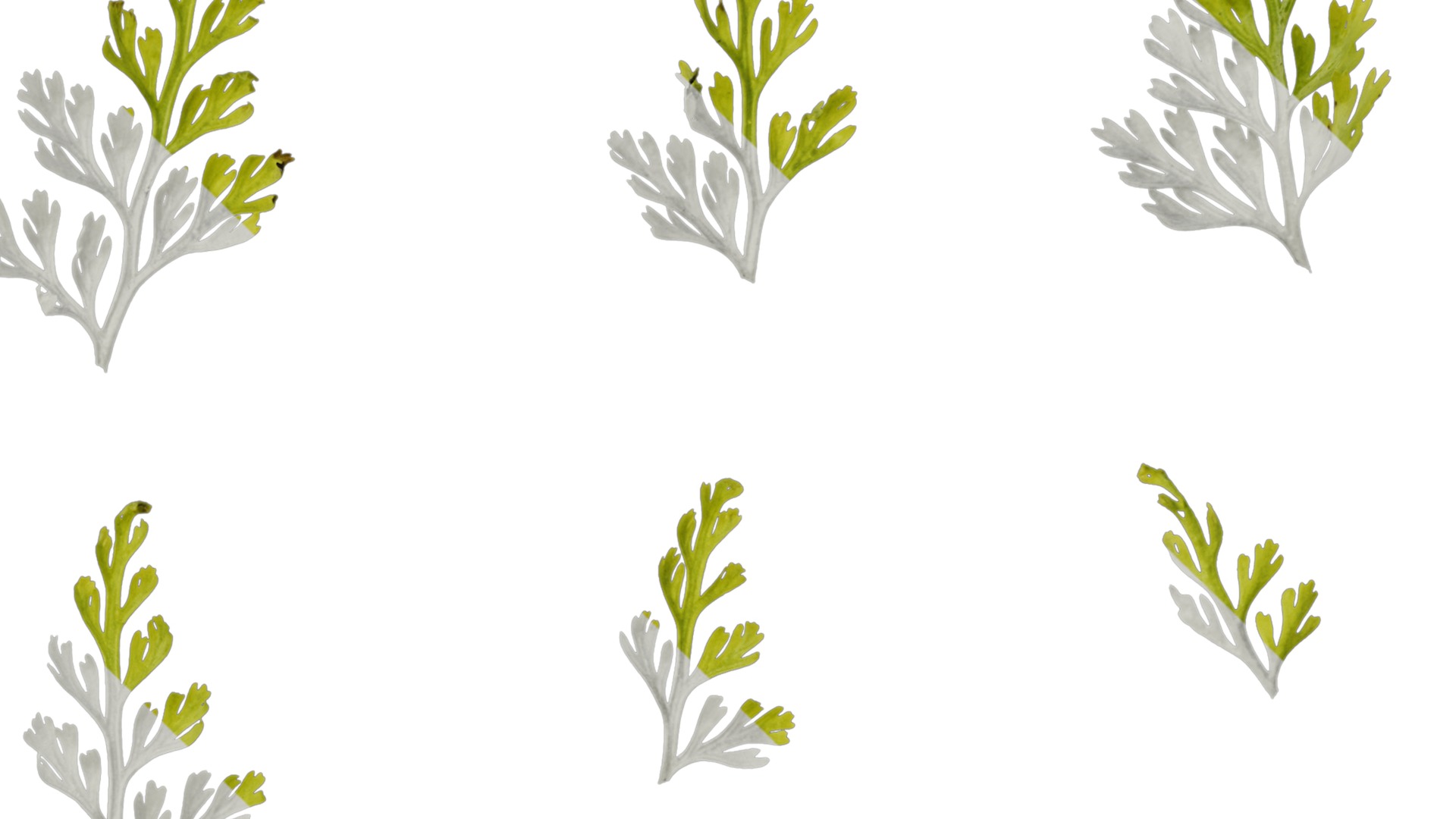 Anydrafts Odontosoria chinensis Leaf 01 Texture_4