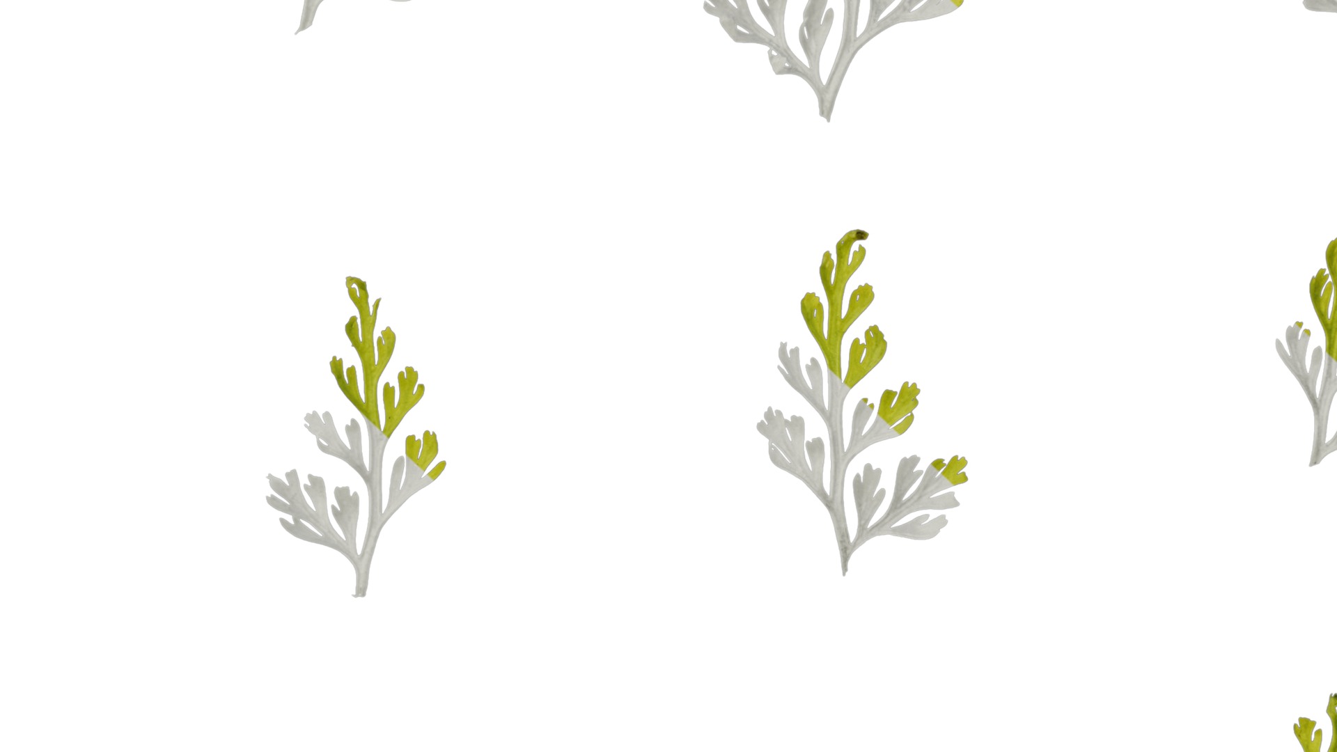 Anydrafts Odontosoria chinensis Leaf 01 Texture_7