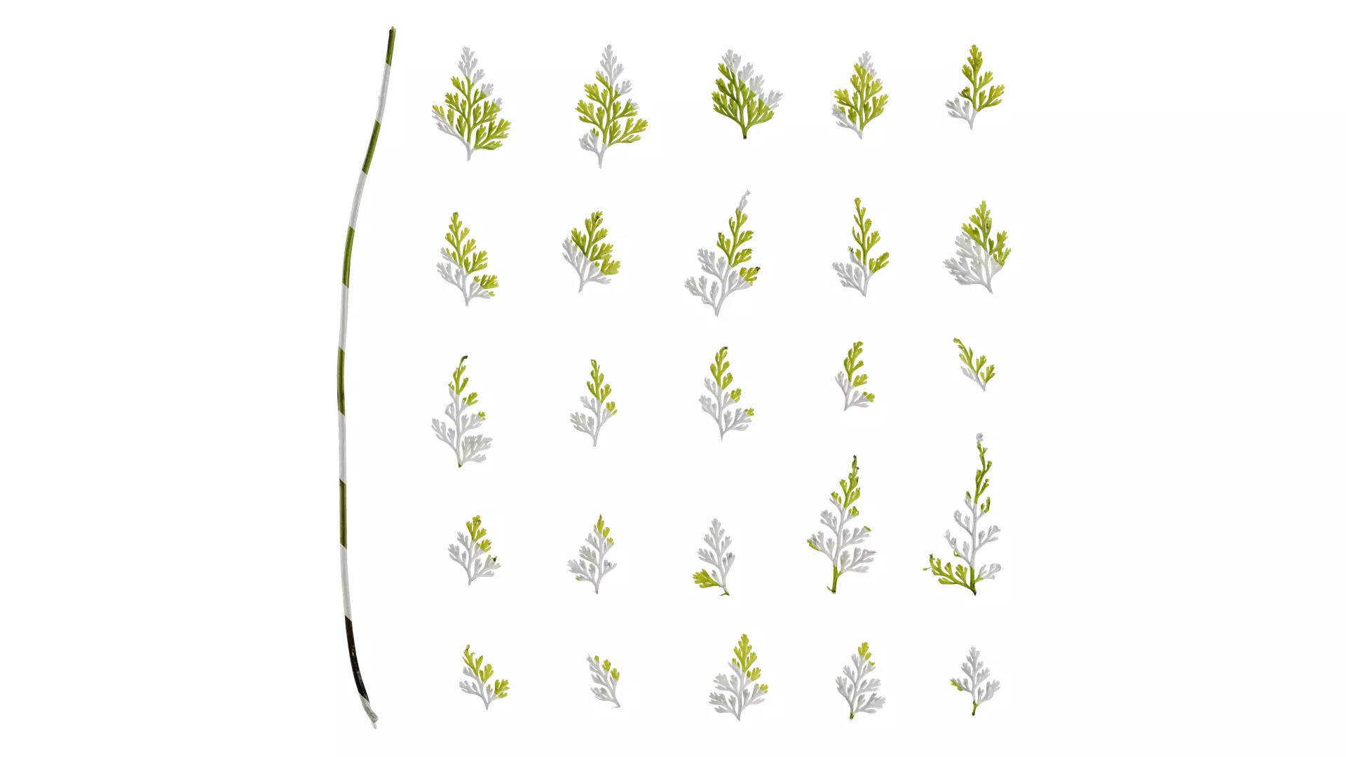 Anydrafts Odontosoria chinensis Leaf 01 Texture_0