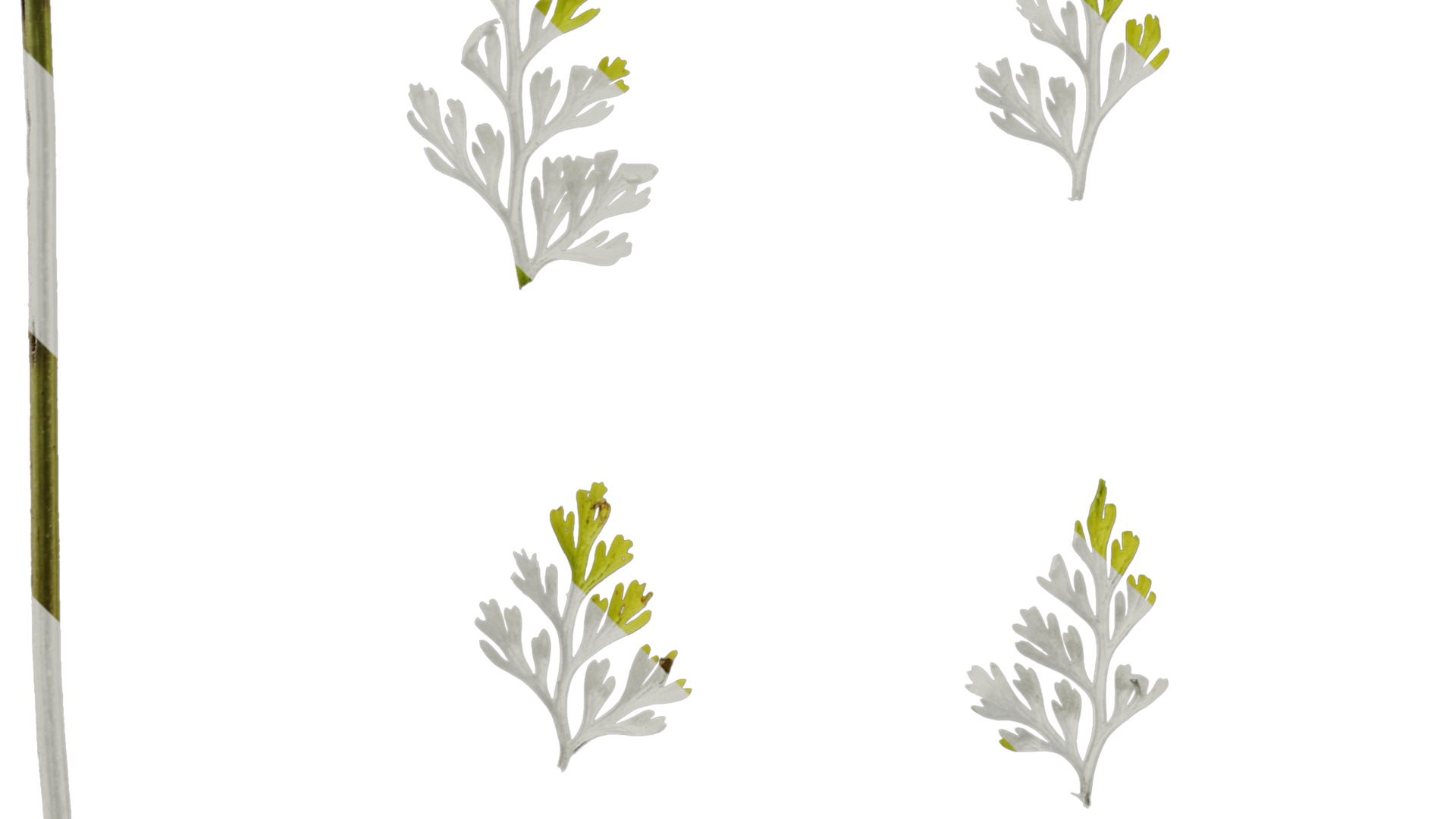 Anydrafts Odontosoria chinensis Leaf 01 Texture_5