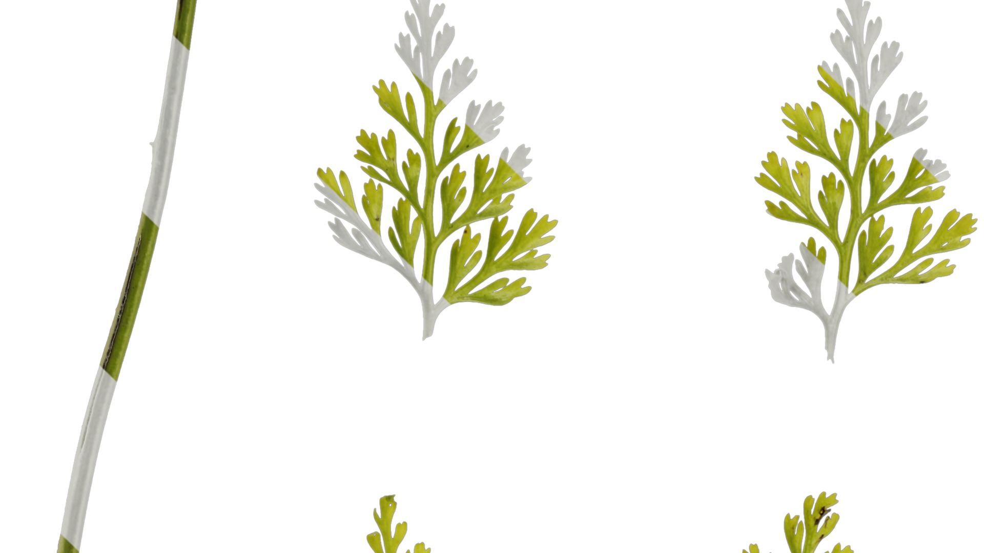 Anydrafts Odontosoria chinensis Leaf 01 Texture_1