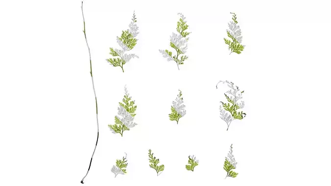 Anydrafts Odontosoria chinensis Leaf 02