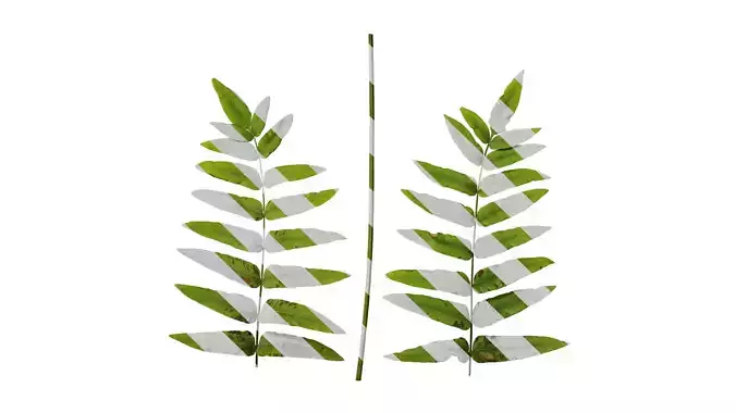 Anydrafts Osmunda japonica Atlas 01