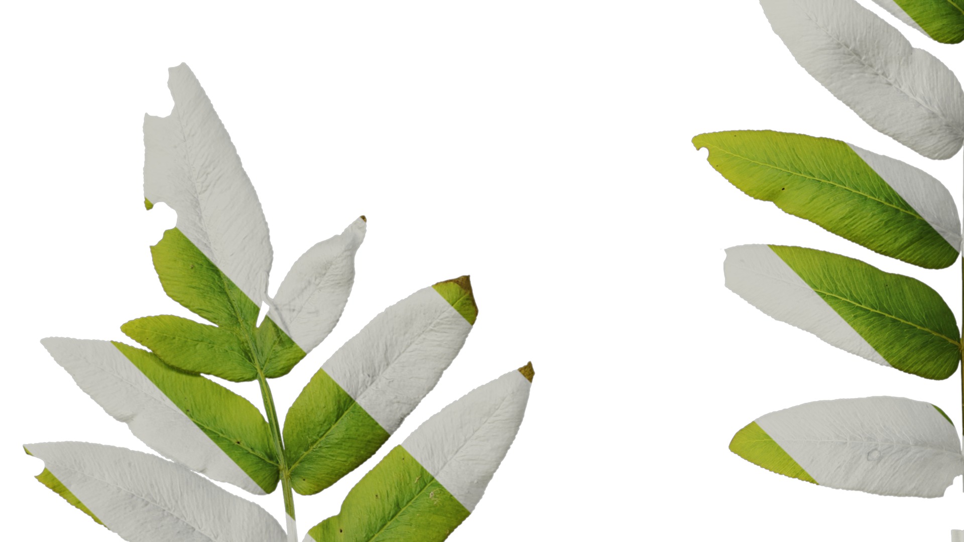 Anydrafts Osmunda japonica Atlas 02 Texture_3