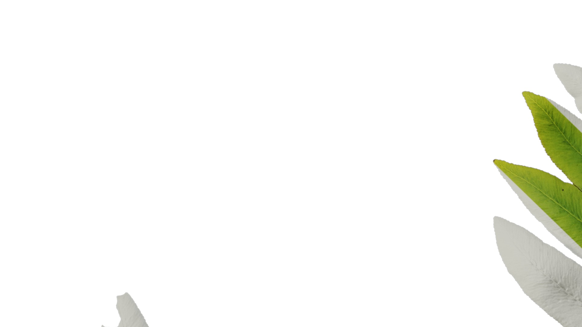 Anydrafts Osmunda japonica Atlas 02 Texture_1