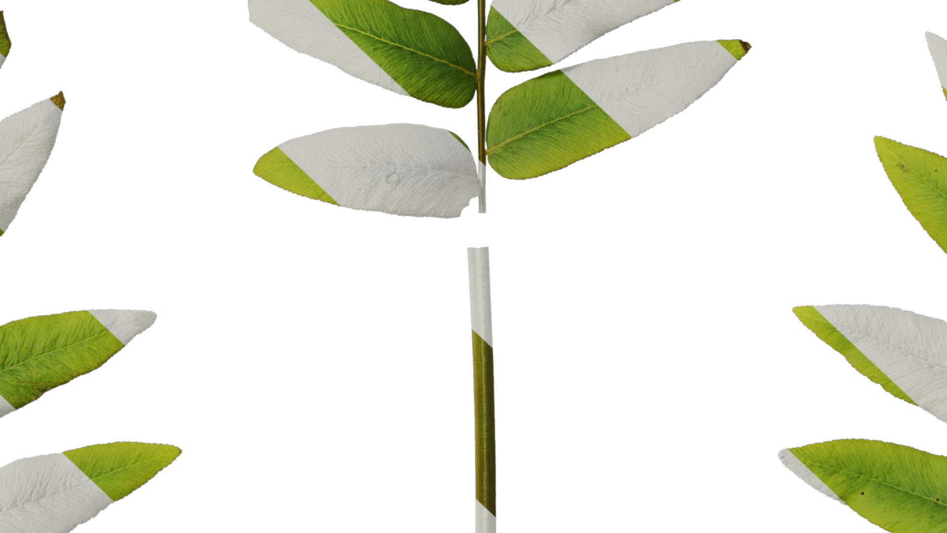 Anydrafts Osmunda japonica Atlas 02 Texture_7