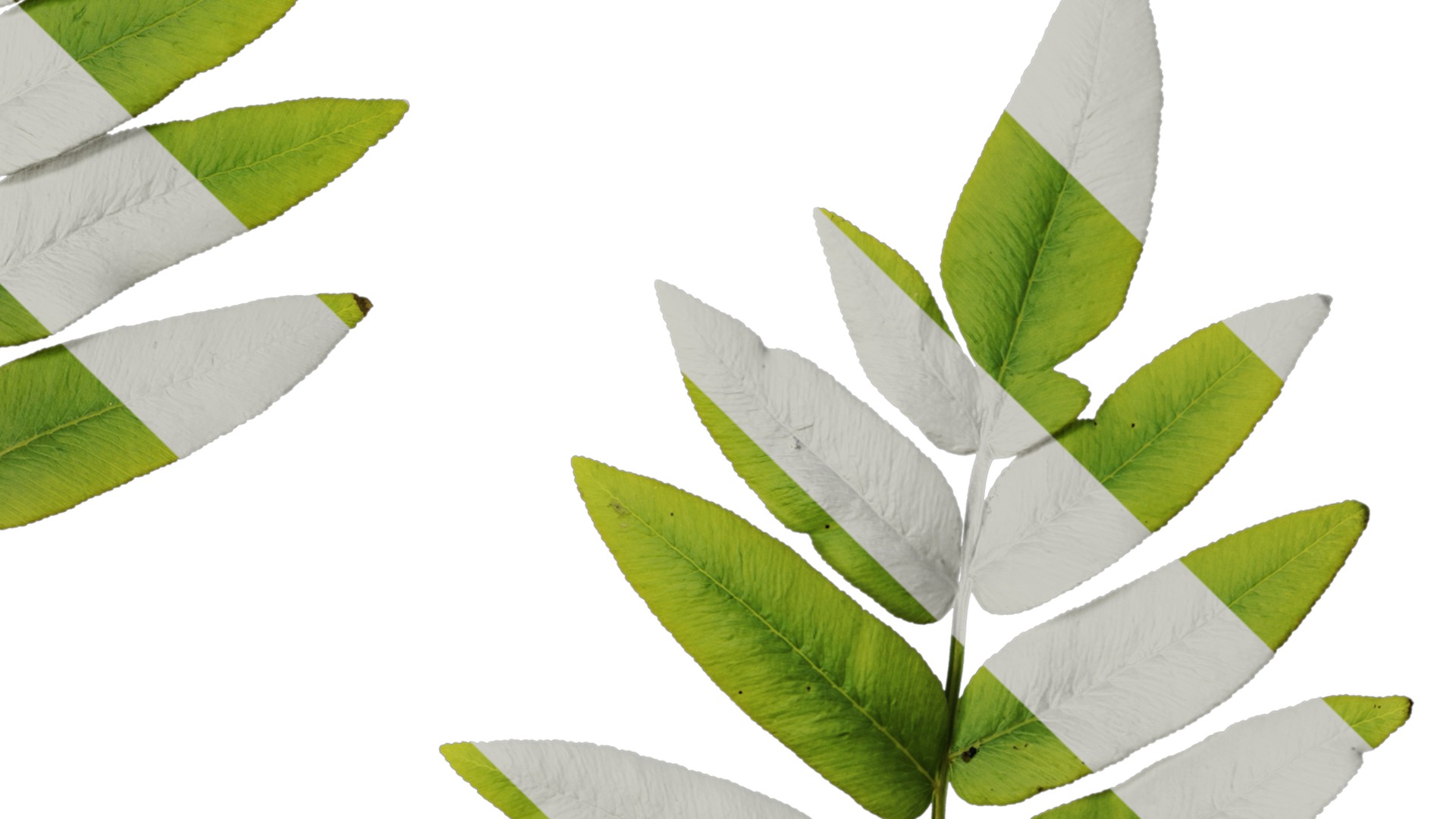 Anydrafts Osmunda japonica Atlas 02 Texture_4