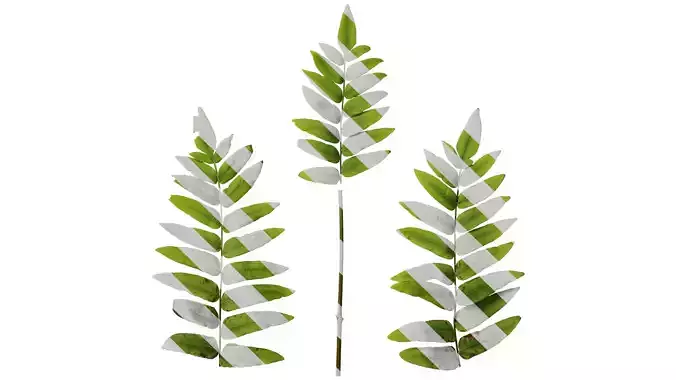 Anydrafts Osmunda japonica Atlas 02