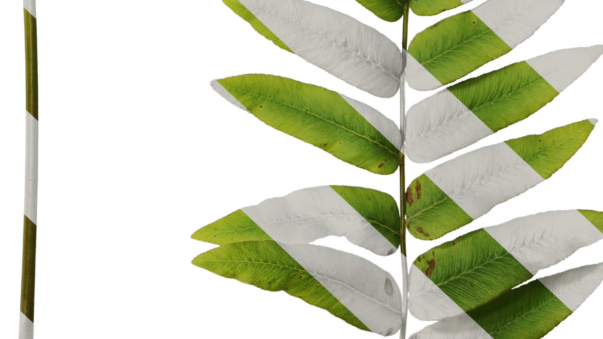 Anydrafts Osmunda japonica Atlas 02 Texture_6