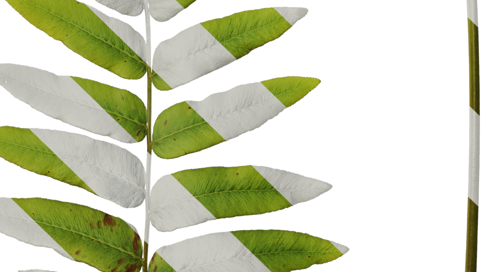 Anydrafts Osmunda japonica Atlas 02 Texture_5