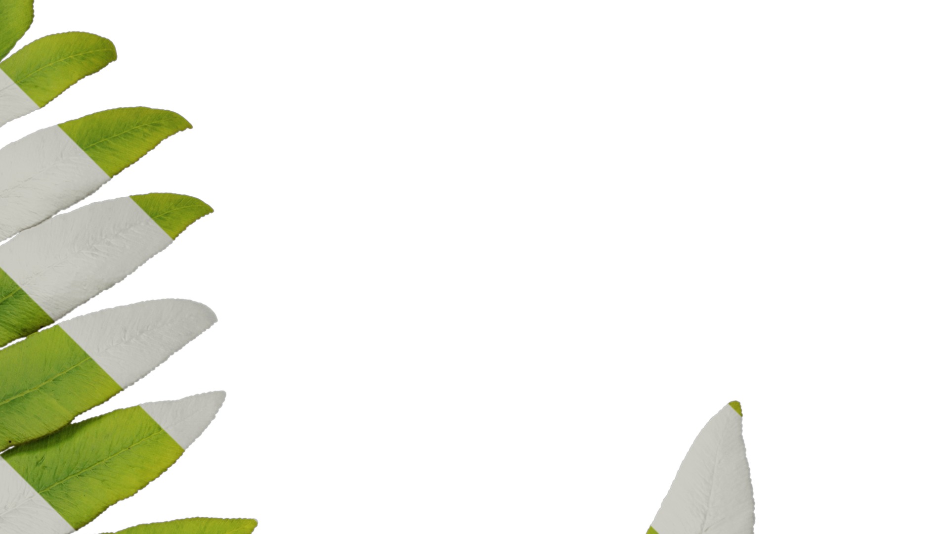 Anydrafts Osmunda japonica Atlas 02 Texture_2