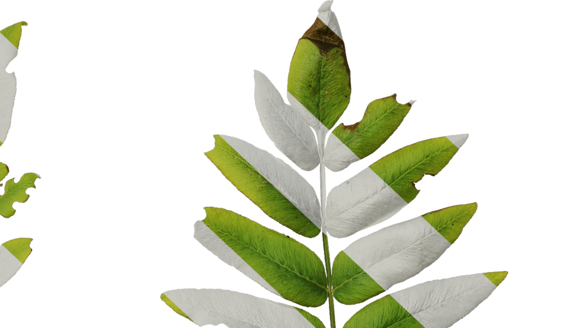 Anydrafts Osmunda japonica Atlas 03 Texture_7