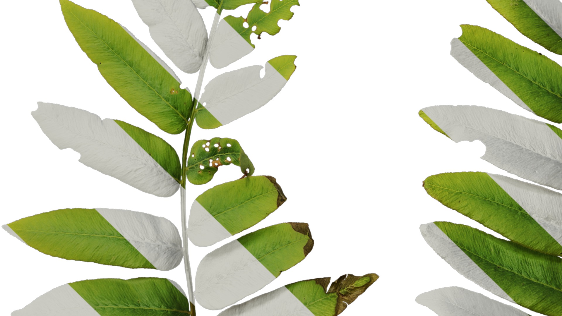 Anydrafts Osmunda japonica Atlas 03 Texture_5