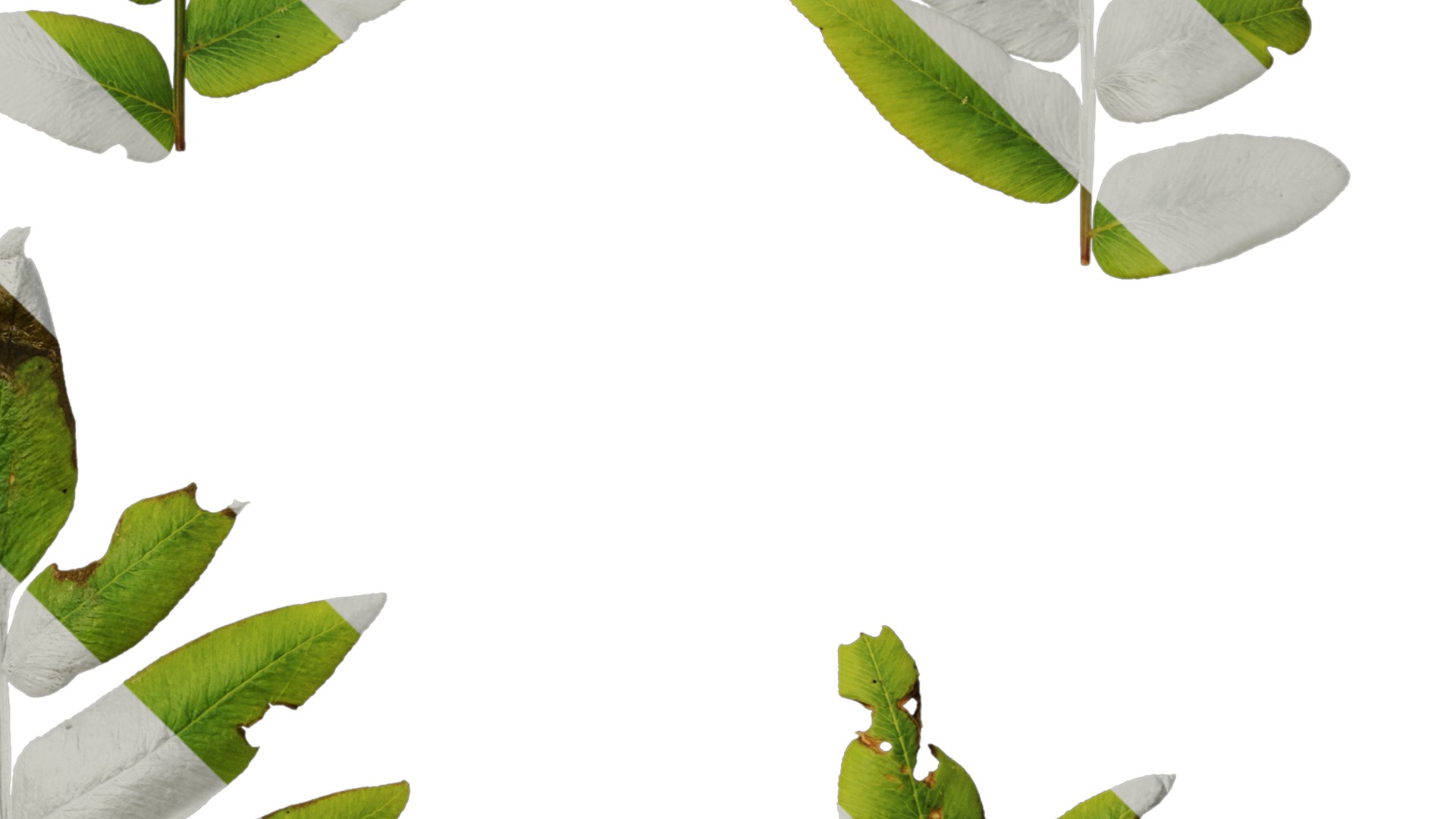 Anydrafts Osmunda japonica Atlas 03 Texture_4