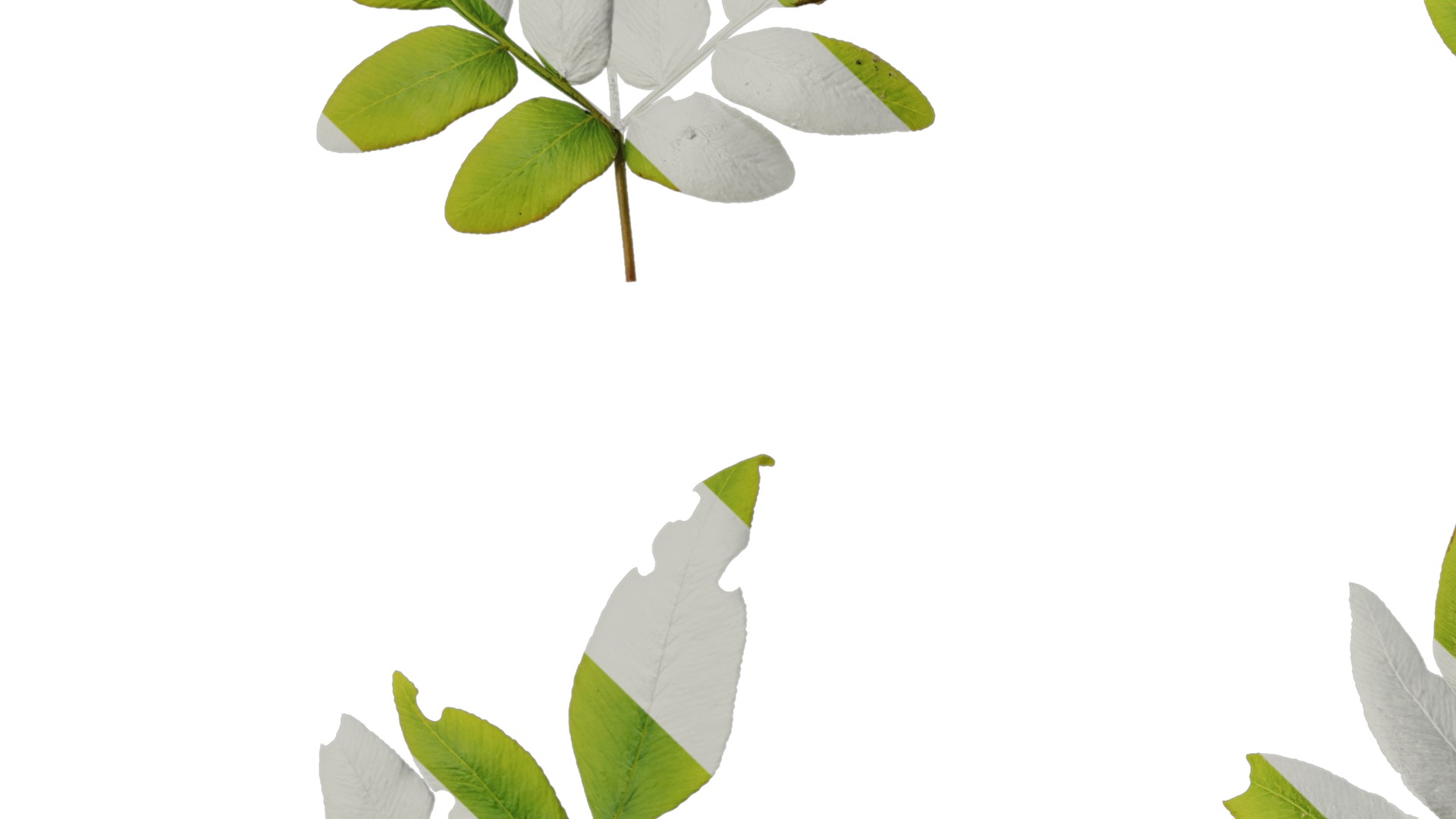 Anydrafts Osmunda japonica Atlas 03 Texture_3